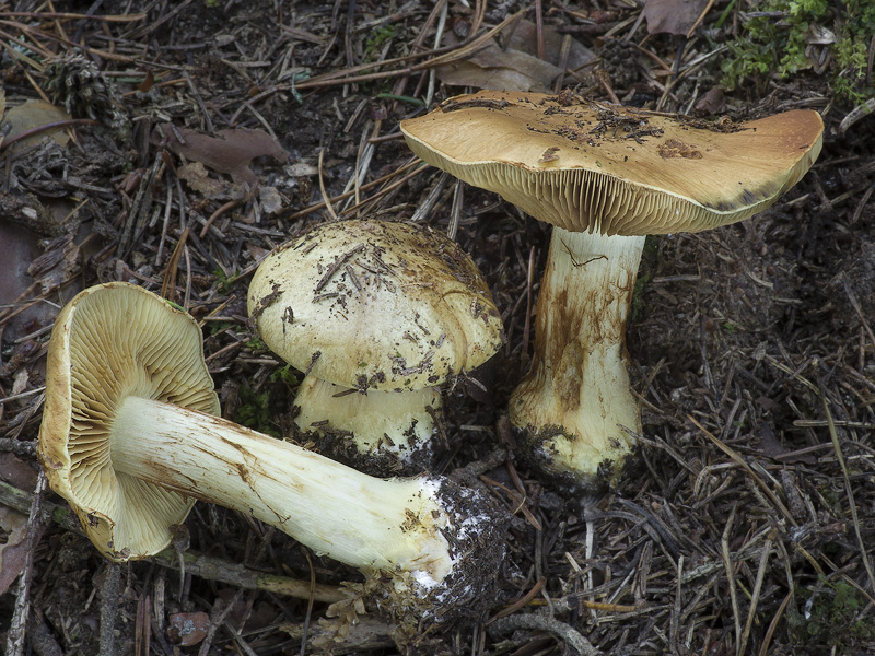 Cortinarius sulfurinus